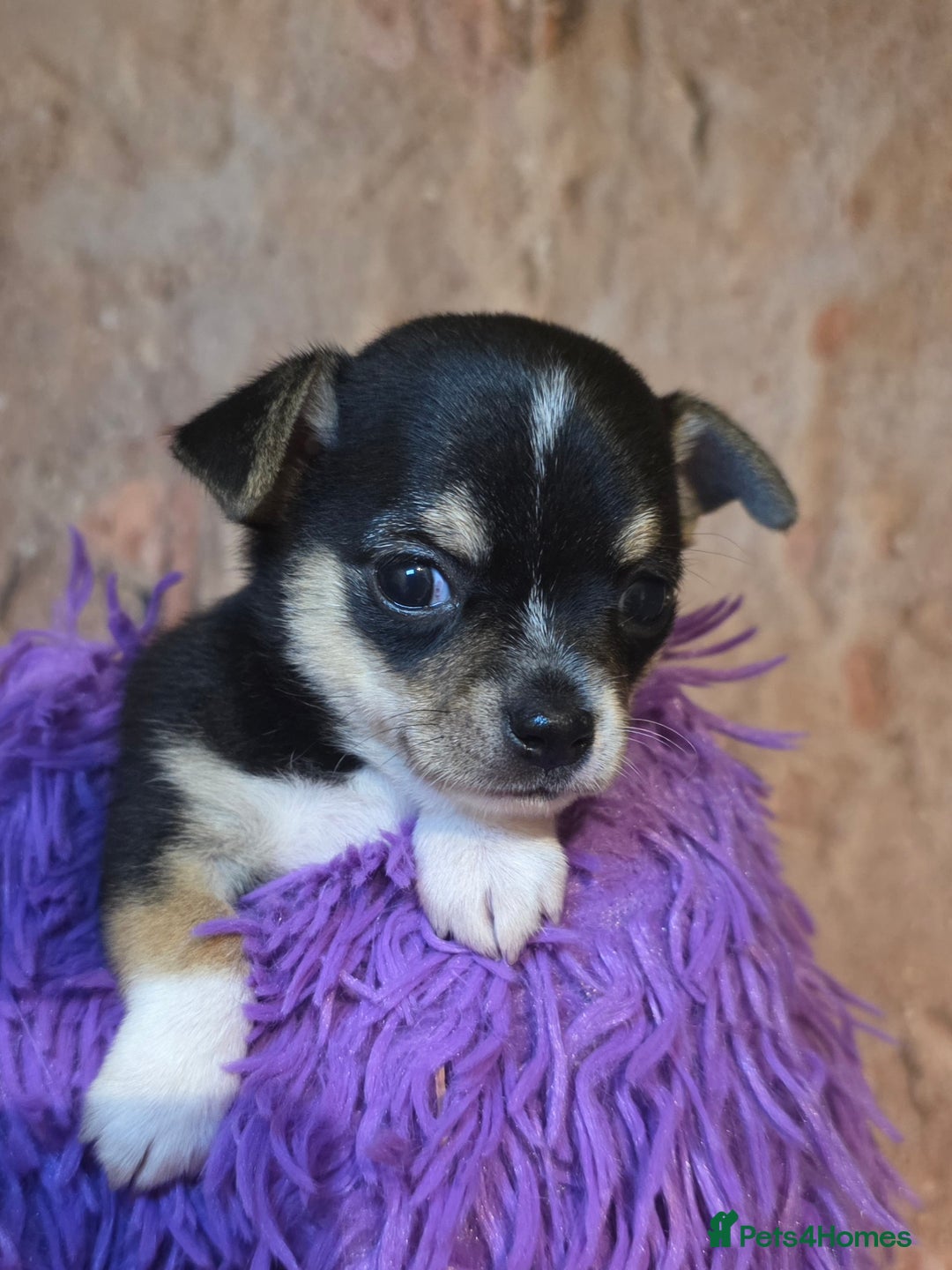 Chihuahua dogs for sale: CHIHUAHUA PUPPY  - Advert 14