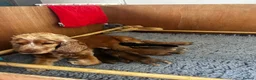 Cockapoo dogs for sale: Beautiful F1 Cockapoo Pups in Dereham - Advert 4