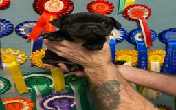 Staffordshire Bull Terrier dogs for sale: Stunning Males For Sale  - Image 5