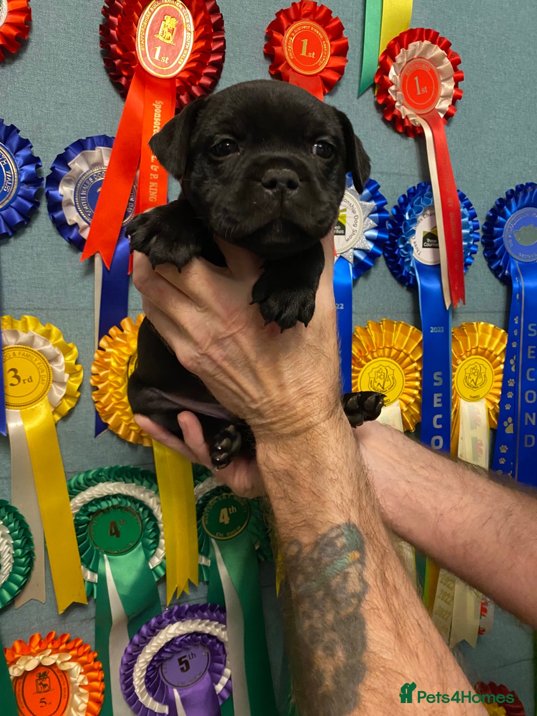 Staffordshire Bull Terrier dogs for sale: Stunning Males For Sale  - Image 5