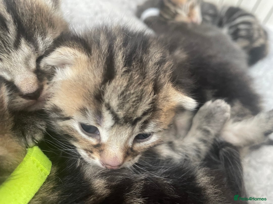 Mixed Breed cats for sale: Kittens ready to reserve  - Image 8