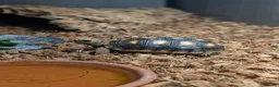 Tortoise reptiles for sale: 9 month redfoot tortoise - Advert 4