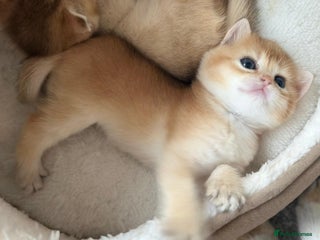 British Shorthair cats British Shorthair Golden kitten GCCF - Advert 6