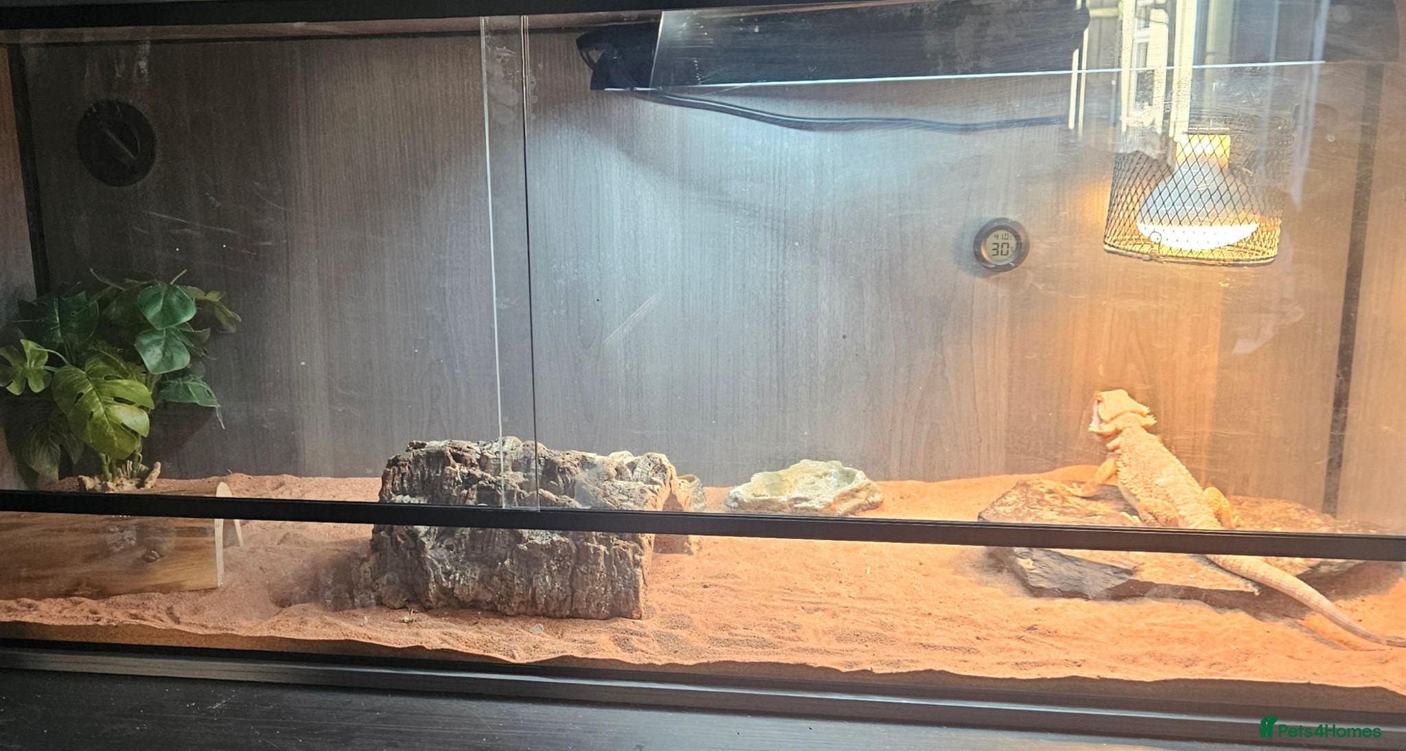 Bearded Dragon reptiles Red beaded dragon  - Advert 1