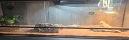 Bearded Dragon reptiles for sale: Red beaded dragon  in Stanley - Advert 1