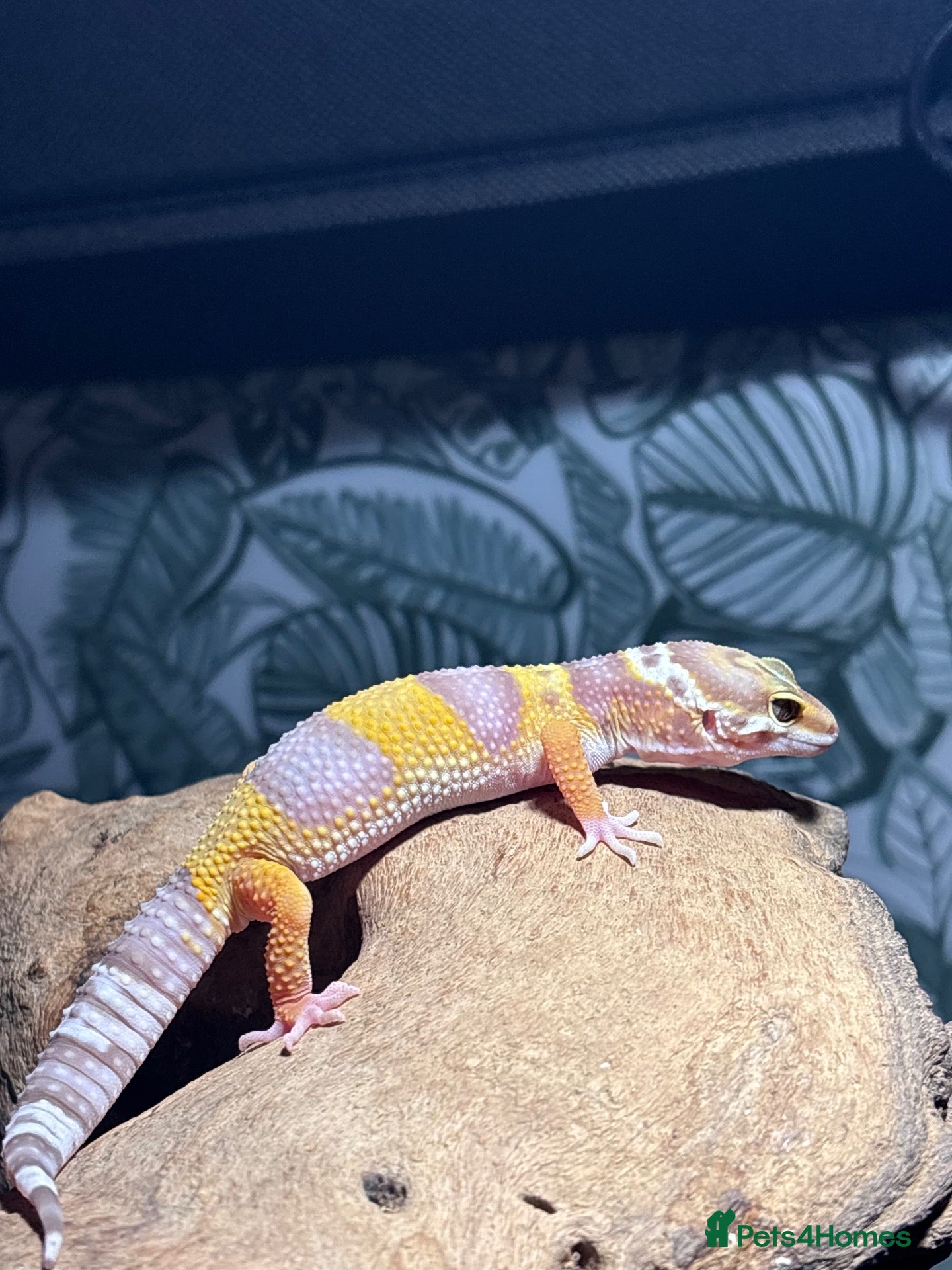 Leopard Gecko reptiles Baby leopard gecko - Advert 15