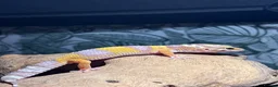 Leopard Gecko reptiles for sale: Baby leopard geckos in Leighton Buzzard - Advert 3