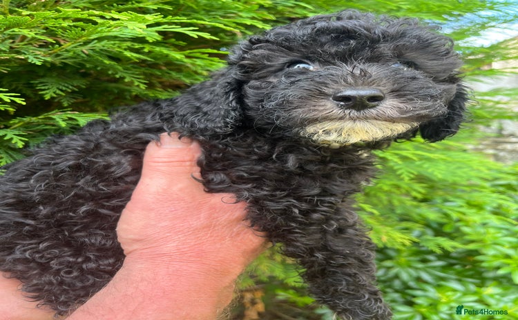 Miniature Poodle dogs - Advert 1
