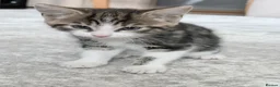Mixed Breed cats for sale: Tabby Male kitten  - Advert 12