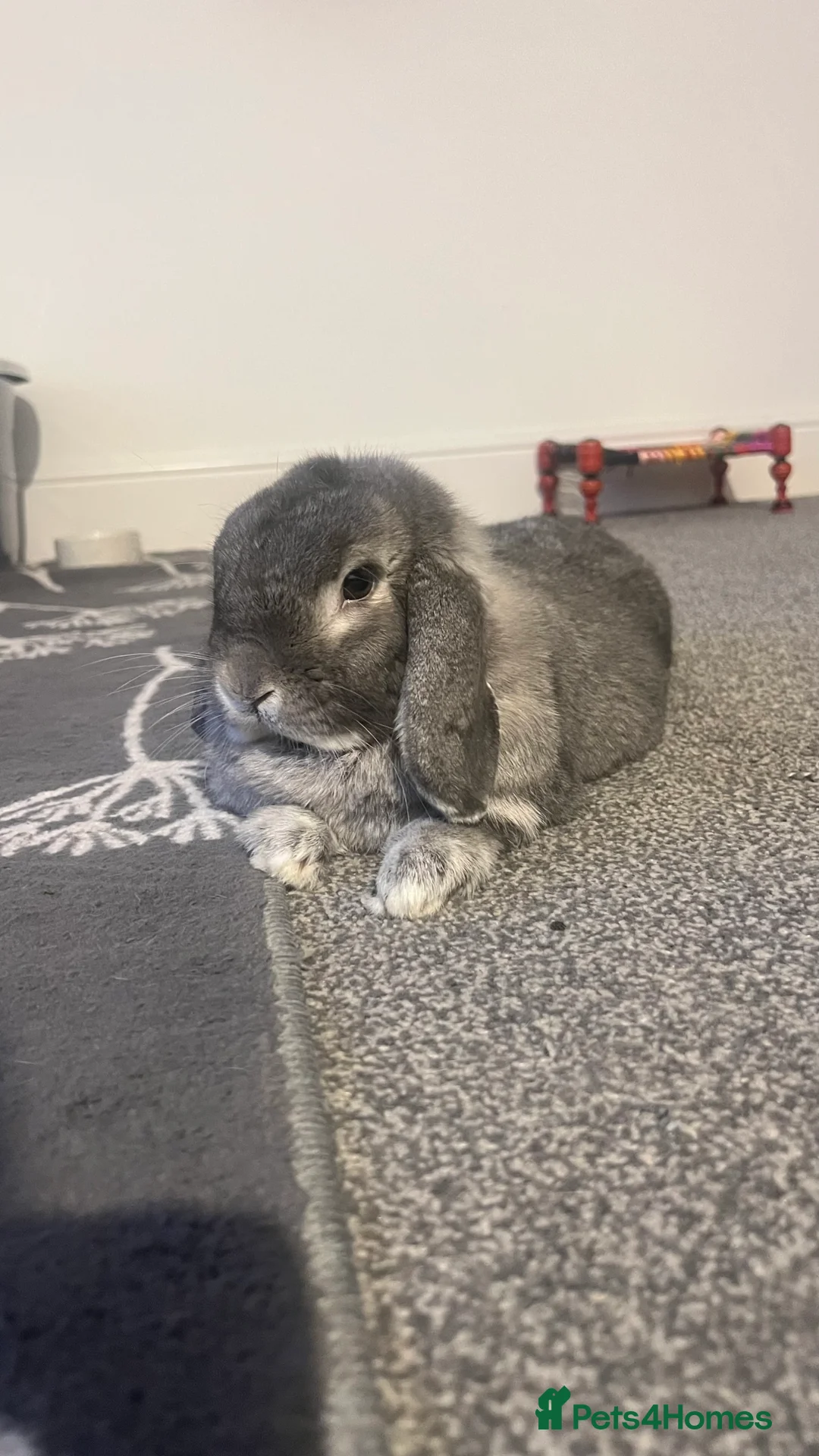 Mini Lop rabbits for sale: NEW HOME needed ASAP - Advert 1