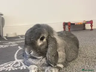 Mini Lop rabbits NEW HOME needed ASAP - Advert 1