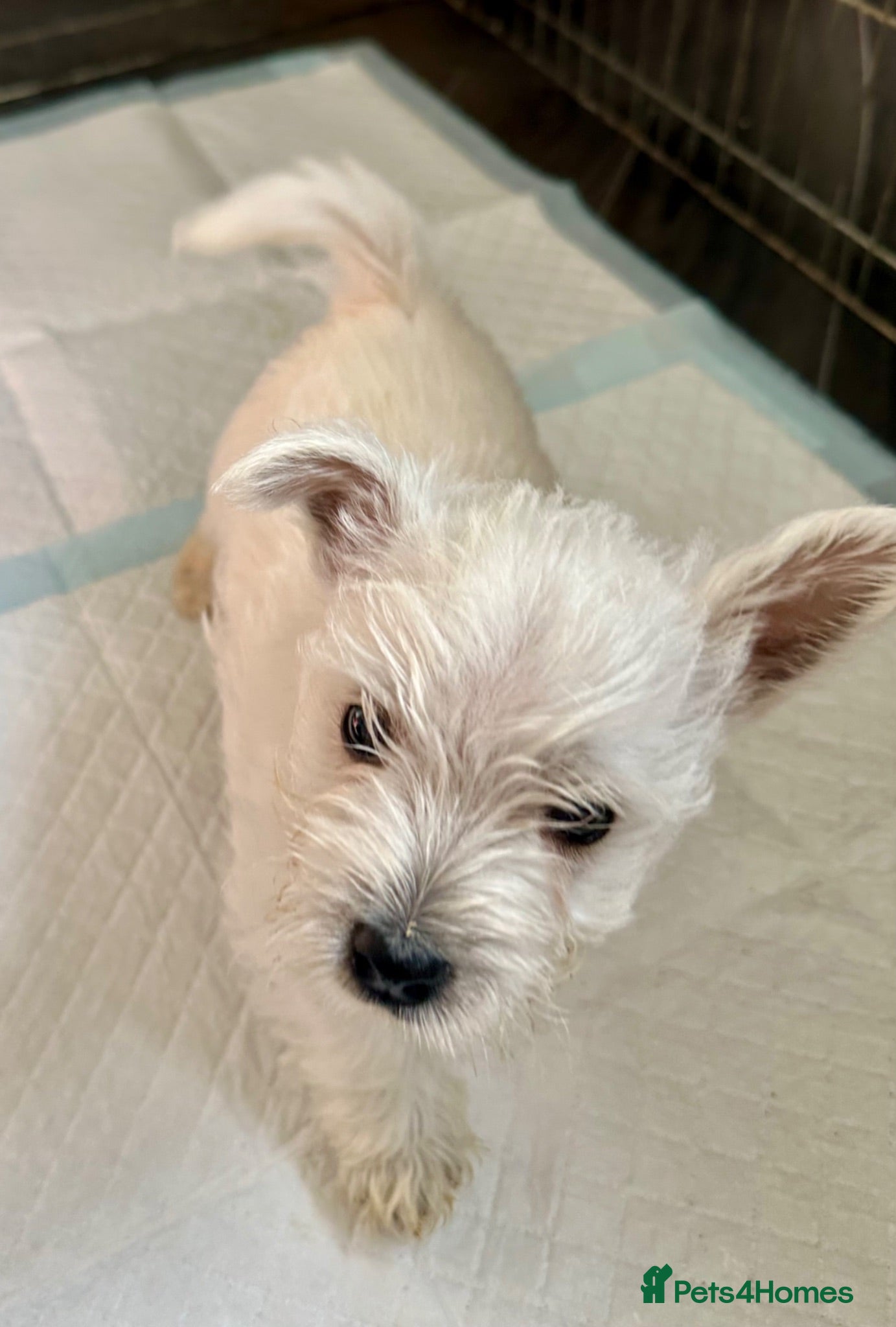 West Highland Terrier dogs And then there was one….Beautiful KC reg Westies - Advert 2