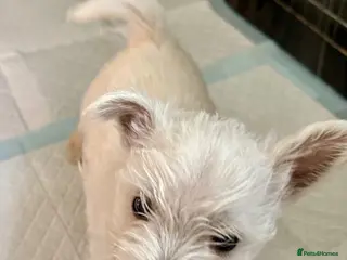 West Highland Terrier dogs And then there was one….Beautiful KC reg Westies - Advert 2