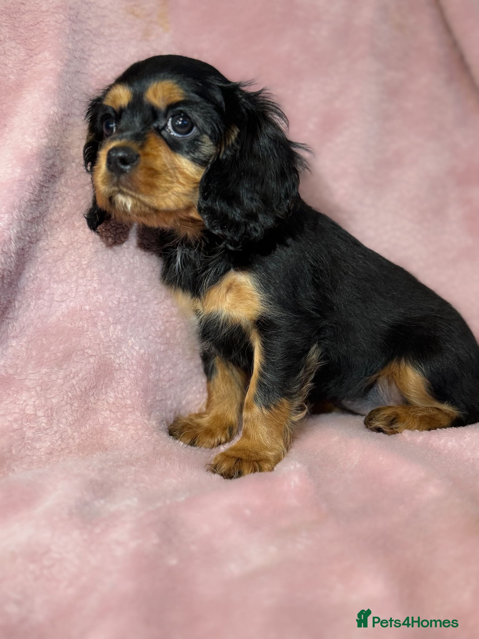 Cavalier King Charles Spaniel dogs Cavalier King Charles Spaniel Girl KC Reg  - Advert 6