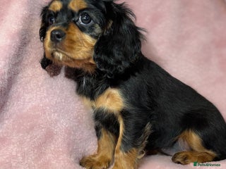 Cavalier King Charles Spaniel dogs Cavalier King Charles Spaniel Girl KC Reg - Advert 6