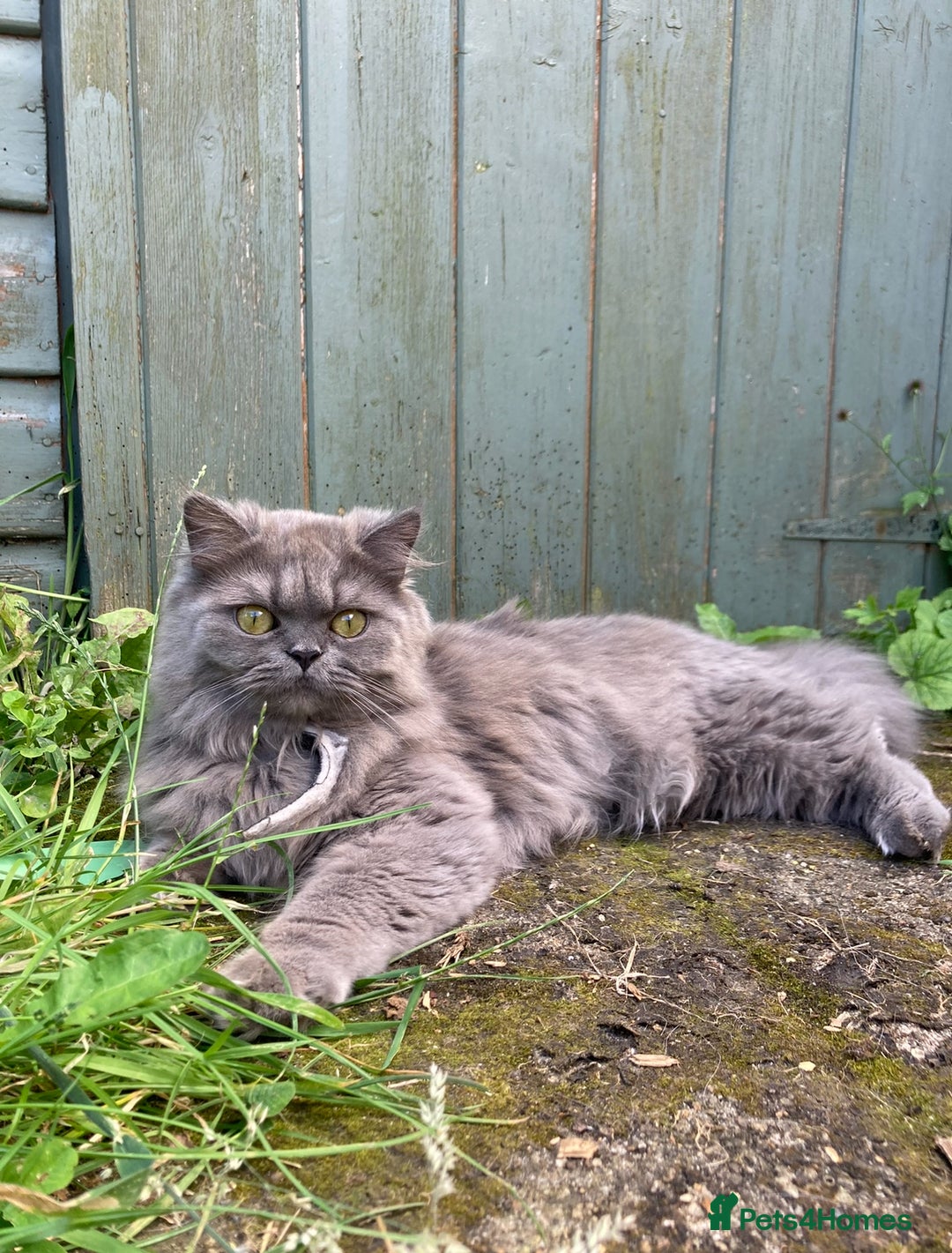 Persian cats for sale: 2 Persian adult  females - Advert 1