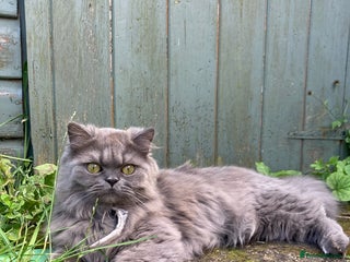 Persian cats 2 Persian adult females - Advert 1