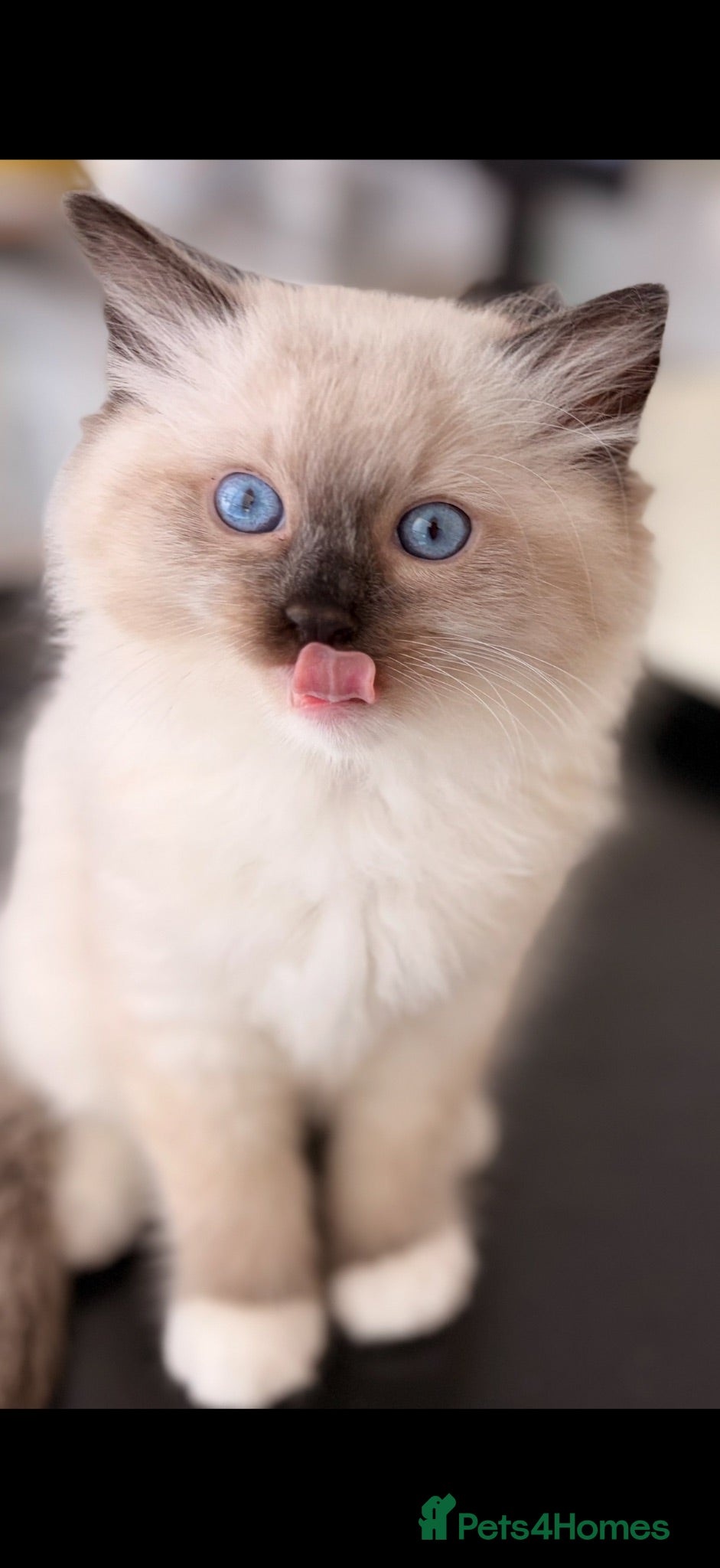 Ragdoll cats Ready 1st Aug!  Ragdoll Kittens GCCF pedigree  - Advert 1
