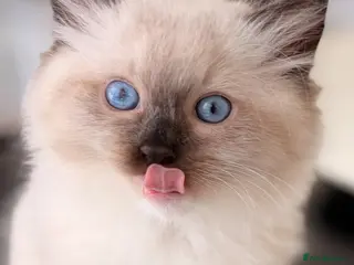 Ragdoll cats Ready 1st Aug! Ragdoll Kittens GCCF pedigree - Advert 1