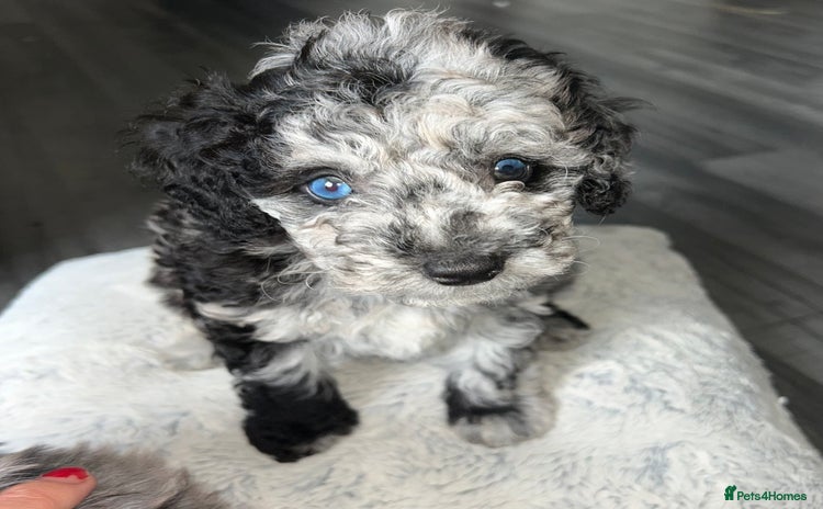 Mixed Breed dogs - Advert 9