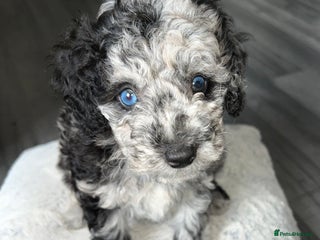 Mixed Breed dogs - Advert 35