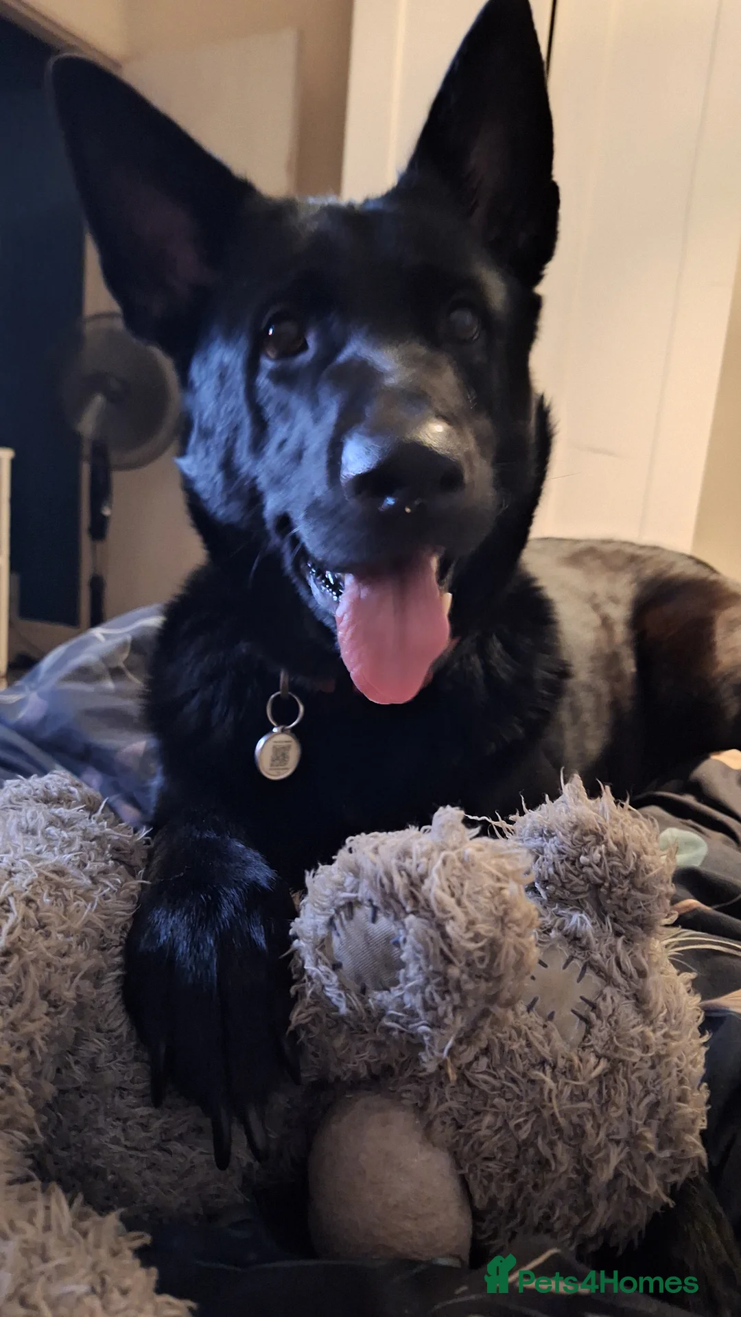 Belgian Shepherd Dog dogs for sale: Luna Belgian mali looking for forever home  - Advert 1