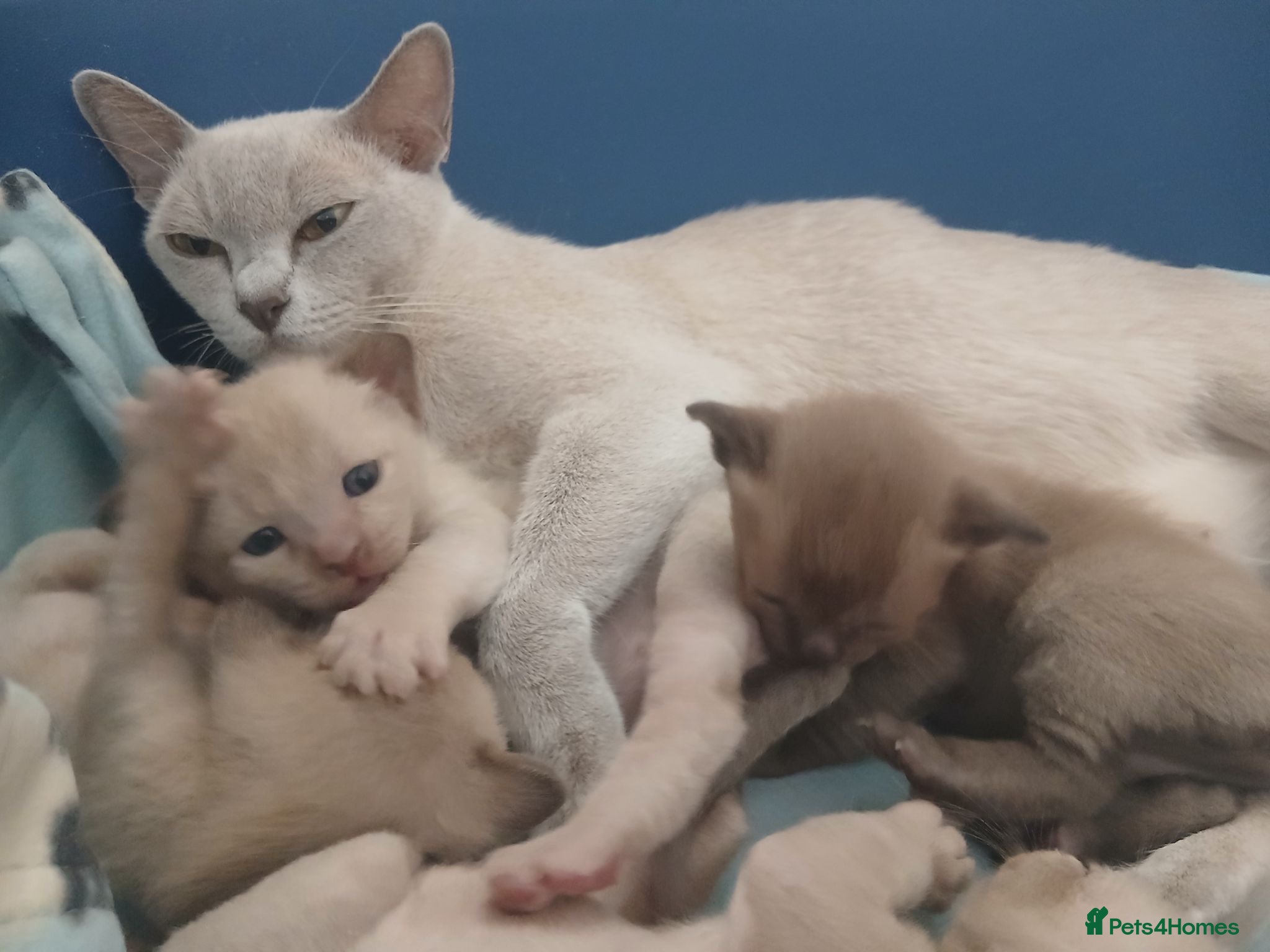 Burmese cats Beautiful Chocolate & Brown Burmese Kittens. GCCF  - Advert 1