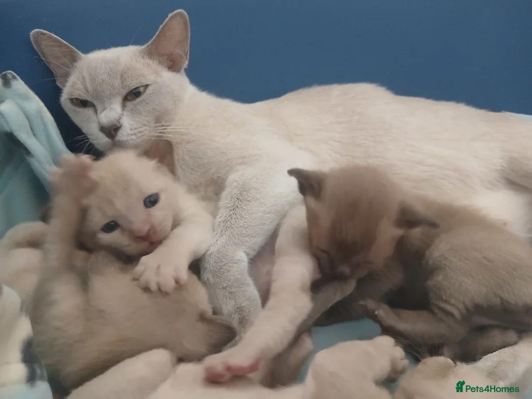 Burmese cats for sale: Beautiful Chocolate & Brown Burmese Kittens. GCCF  - Advert 1