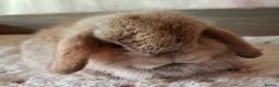 Mini Lop rabbits for sale: Various ages - Advert 15