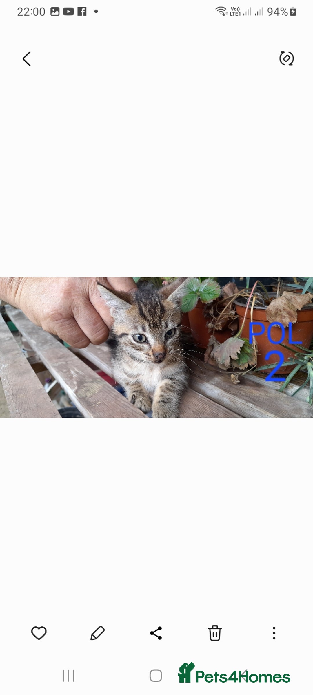 Mixed Breed cats for sale: Beautiful farm kittens  - Image 9