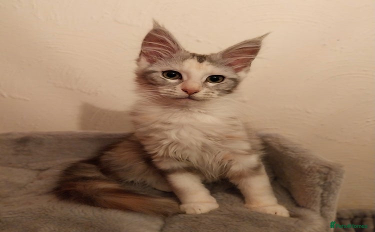 Maine Coon cats Stunning Maine Coon Kitten. Tica Reg. Tortie. - Advert 11