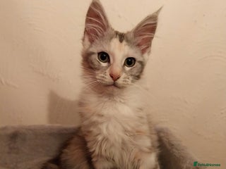 Maine Coon cats Stunning Maine Coon Kitten. Tica Reg. Tortie. - Advert 5