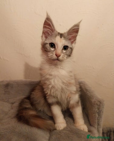 Maine Coon cats Stunning Maine Coon Kitten. Tica Reg. Tortie. - Advert 11