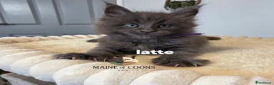 Maine Coon 4
