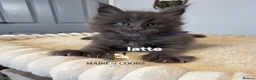 Maine Coon cats for sale: Maine coon kittens - Advert 24