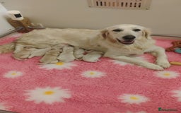 Golden Retriever dogs for sale: KC Fully health tested Golden retriever puppies - Image 1