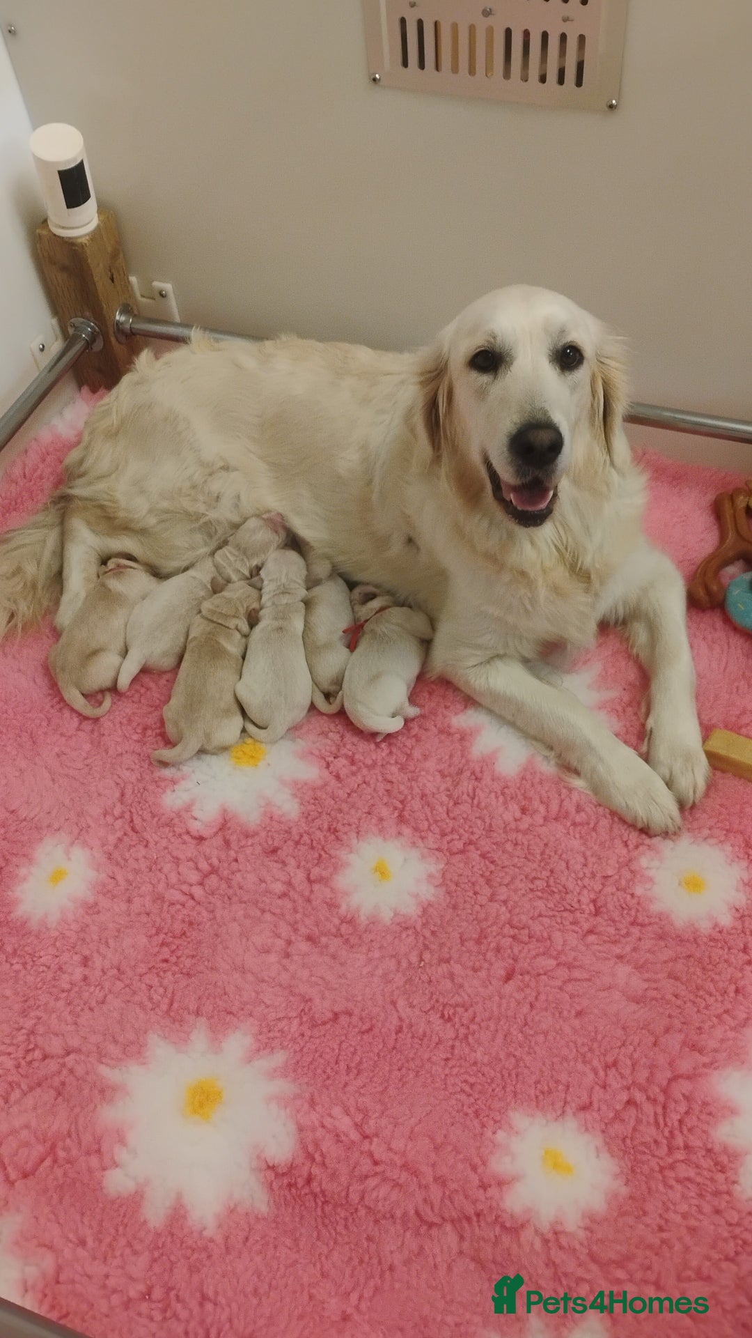 Golden Retriever dogs for sale: KC Fully health tested Golden retriever puppies - Image 1