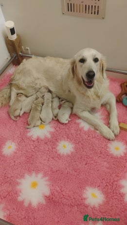 Golden Retriever dogs - Advert 2
