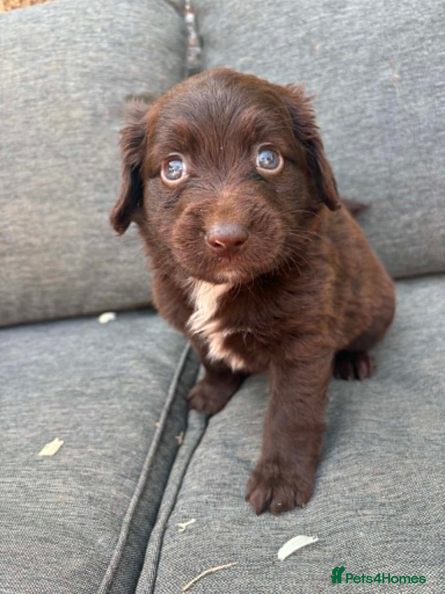 Mixed Breed dogs Cockeranians ! 5 girls 2 boys - Advert 2