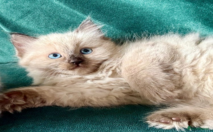 Ragdoll cats - Advert 5