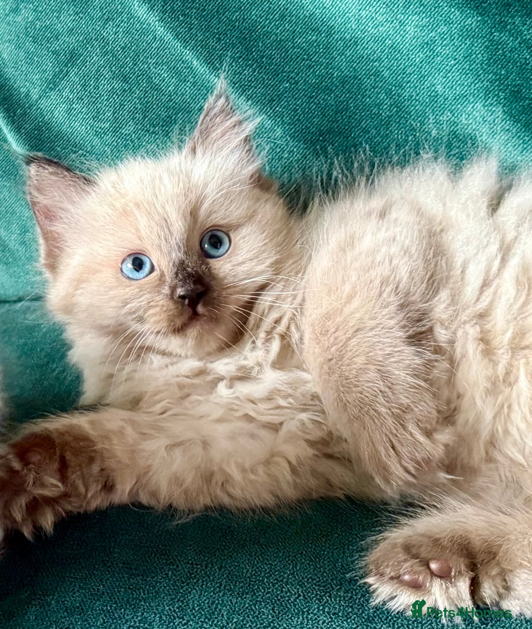 Ragdoll cats for sale: Loving Ragdoll kittens - Image 10