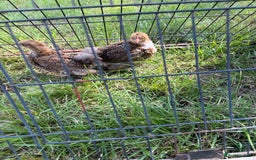 Chickens poultry for sale: 2 pekin millefluer growers - Image 5