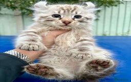 Savannah cats for sale: Super rare longhaired girl  - Advert 9