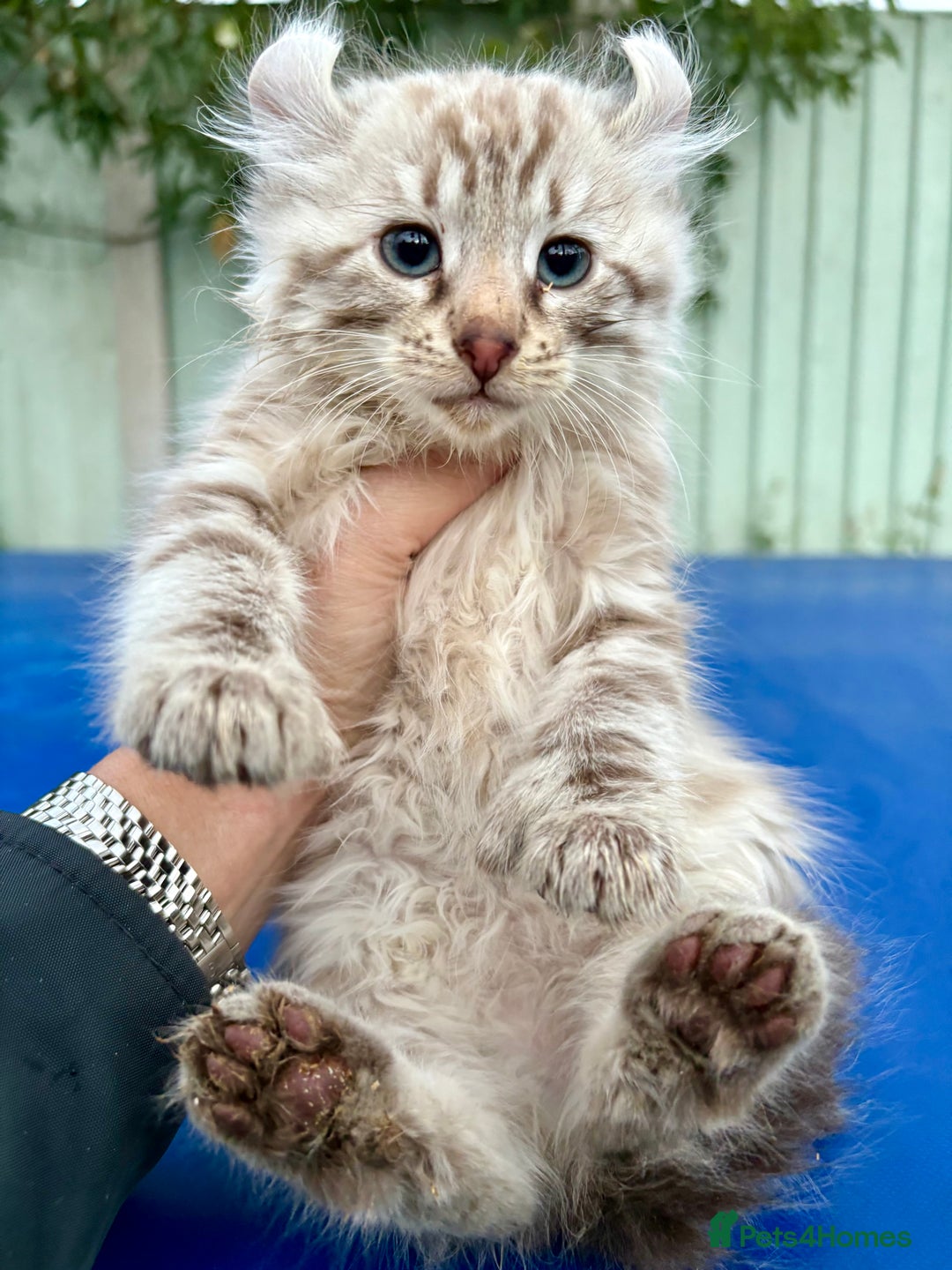 Savannah cats for sale: Super rare longhaired girl  - Advert 9