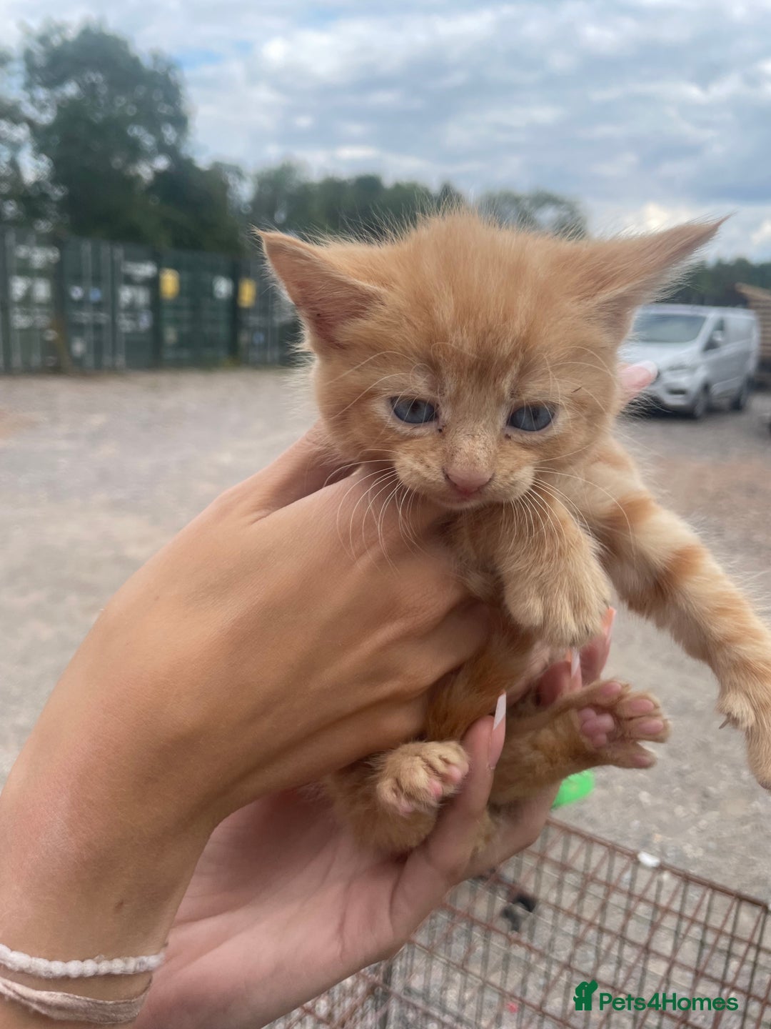 Ragdoll cats for sale: Randall x kittens - Image 3