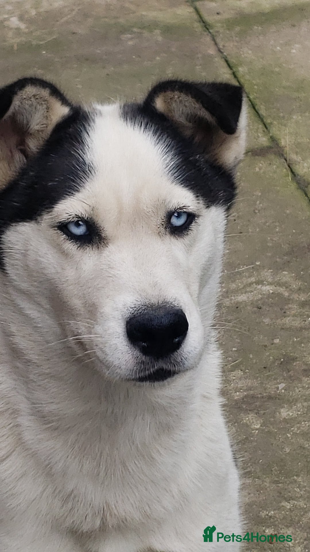 Siberian Husky dogs for sale: Husky puppy's  - Advert 1