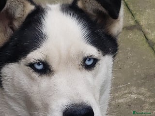 Siberian Husky dogs Husky puppy's - Advert 1