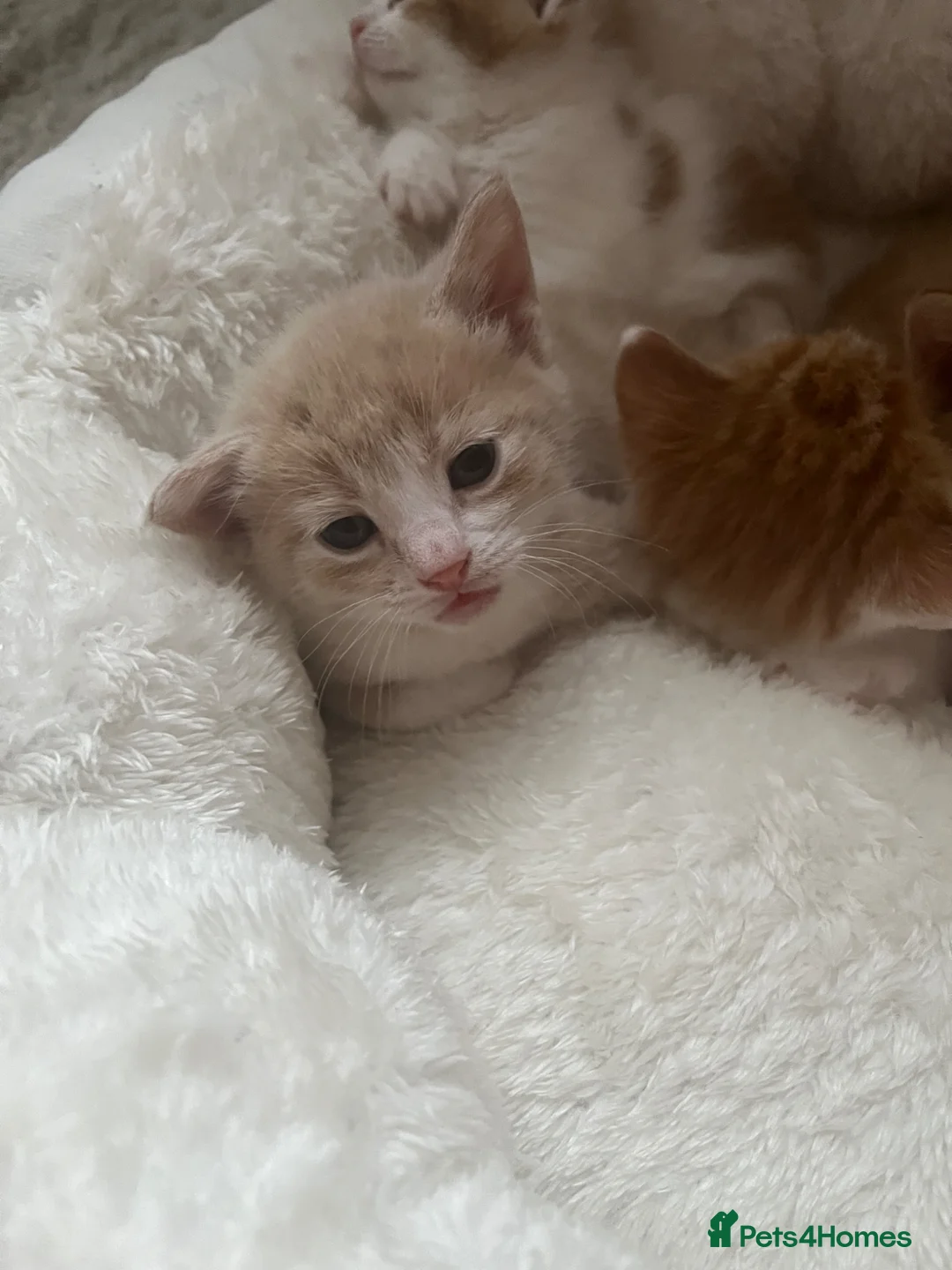 Mixed Breed cats for sale: Gorgeous kittens  - Advert 8