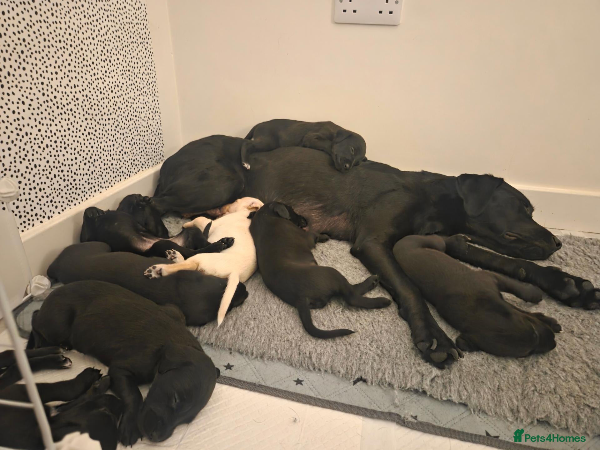 Mixed Breed dogs 🐾 Beautiful Labrador × Whippet Puppies! 🐾 - Advert 2