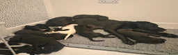 Mixed Breed dogs for sale: 🐾 Labrador × Whippet Puppies! 🐾 - Advert 12